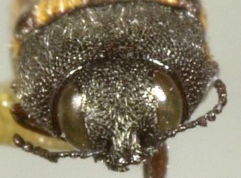 Media type: image;   Entomology 33319 Aspect: head frontal view